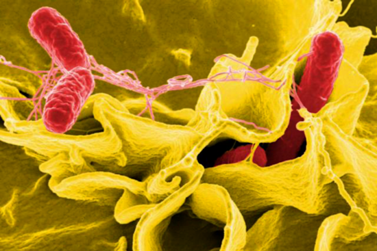 Salmonella Outbreak Linked to Aladdin Mediterranean Café in Clairemont Under Investigation; 14 Affected, San Diego Health Officials Report