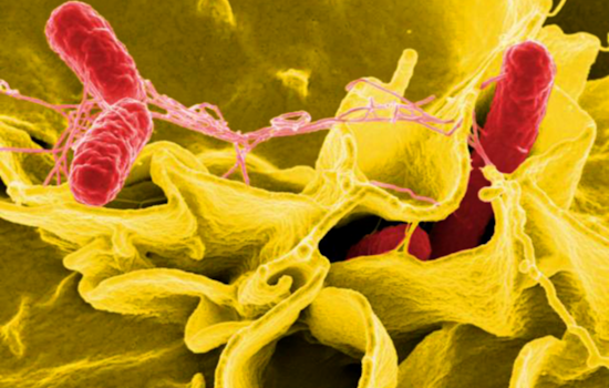 Salmonella Outbreak Linked to Aladdin Mediterranean Café in Clairemont Under Investigation; 14 Affected, San Diego Health Officials Report