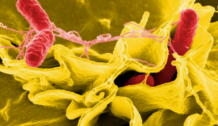 Salmonella Outbreak Linked to Aladdin Mediterranean Café in Clairemont Under Investigation; 14 Affected, San Diego Health Officials Report