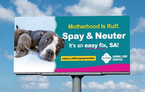 San Antonio Animal Care Services Launches Campaign for Humane Pet Treatment Amidst Summer Heat