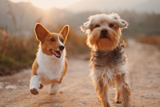 San Antonio Celebrates National Rescue Dog Day with $25 Pet Adoption Special at SAACS
