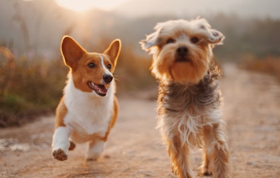 San Antonio Celebrates National Rescue Dog Day with $25 Pet Adoption Special at SAACS