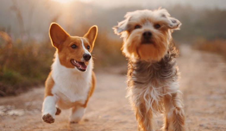 San Antonio Celebrates National Rescue Dog Day with $25 Pet Adoption Special at SAACS