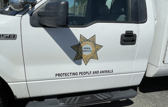 San Diego Animal Services Seize Nine Pets from Julian Animal Wellness Center Amid Neglect Allegations