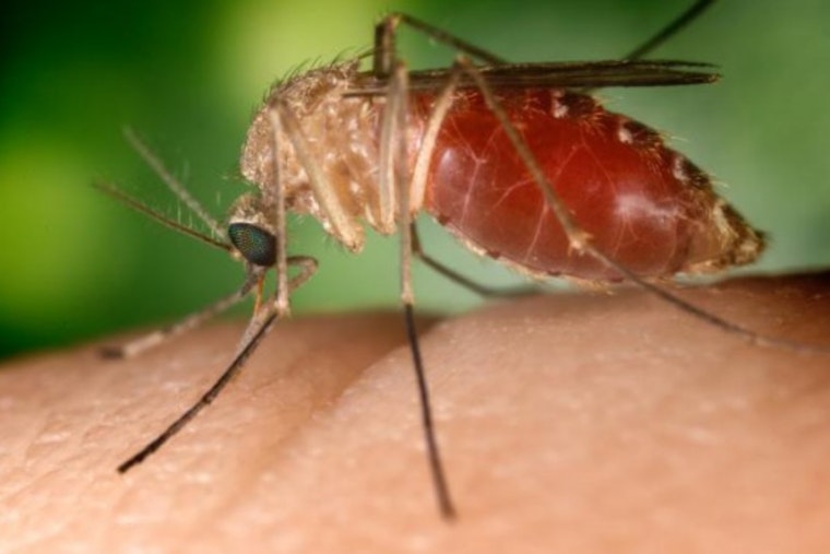 San Diego County on Alert as Two Crows Test Positive for West Nile Virus in Lemon Grove