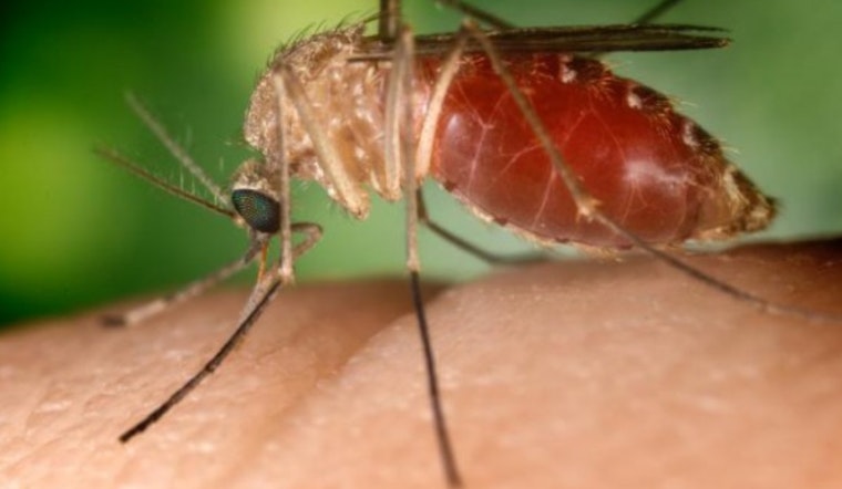 San Diego County on Alert as Two Crows Test Positive for West Nile Virus in Lemon Grove