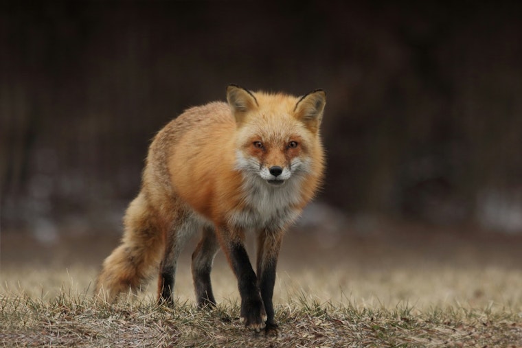 San Marcos Alert: Fox Attacks Near Purgatory Creek Raise Rabies Concerns