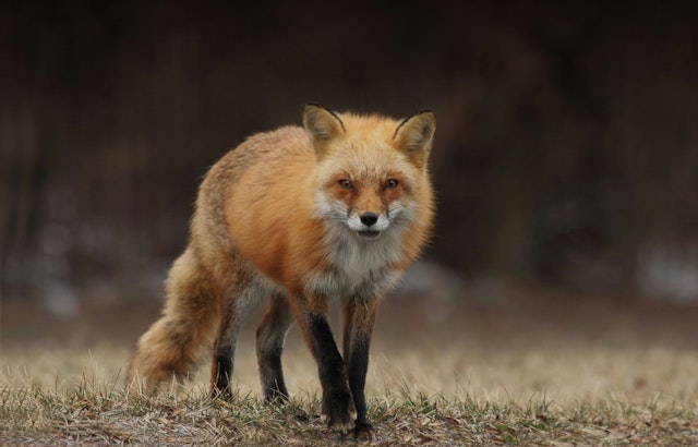 San Marcos Alert: Fox Attacks Near Purgatory Creek Raise Rabies Concerns
