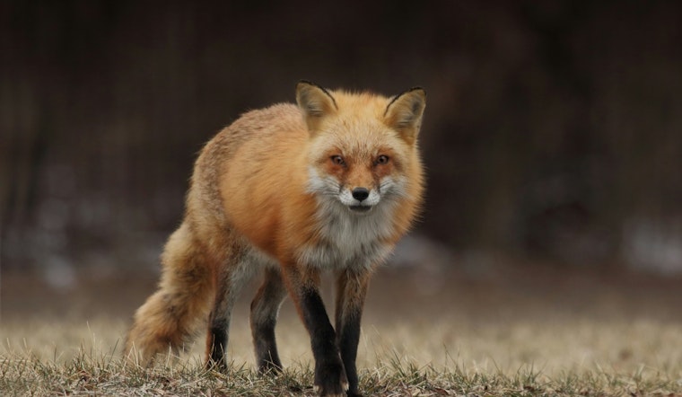 San Marcos Alert: Fox Attacks Near Purgatory Creek Raise Rabies Concerns