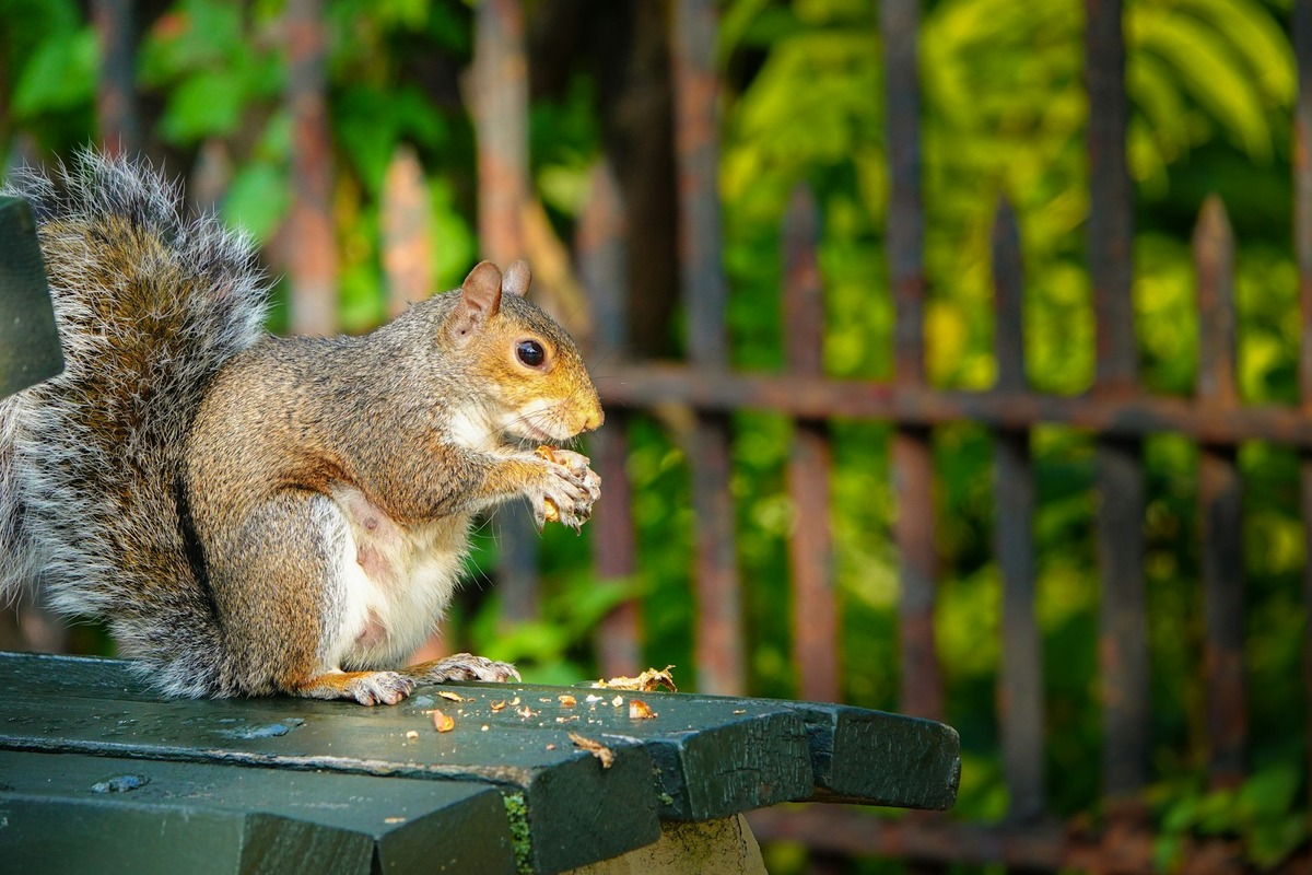 Overfe Santa Monica Ecological Balance Threatened by Overfed Squirrels in