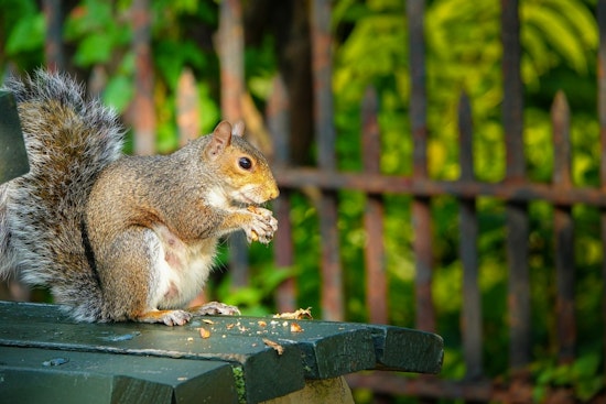 Santa Monica Ecological Balance Threatened by Overfed Squirrels in Palisades Park