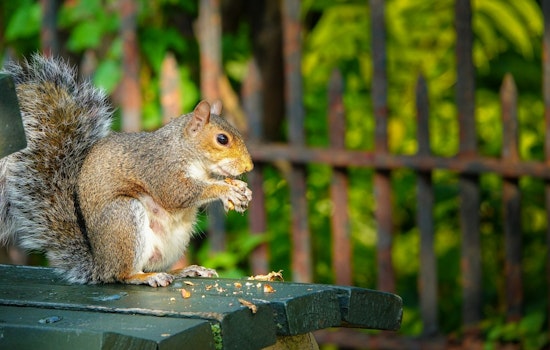 Santa Monica Ecological Balance Threatened by Overfed Squirrels in Palisades Park