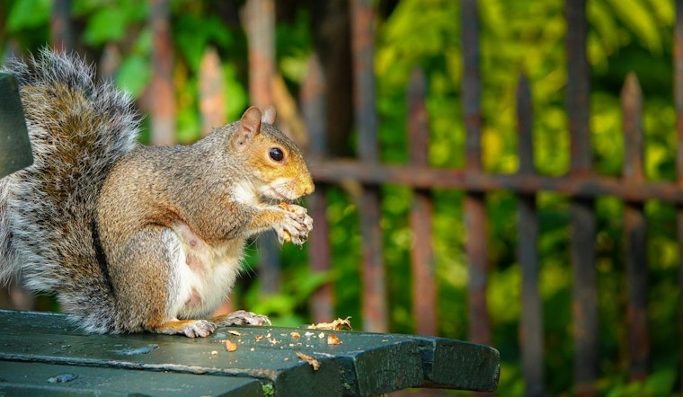 Santa Monica Ecological Balance Threatened by Overfed Squirrels in Palisades Park