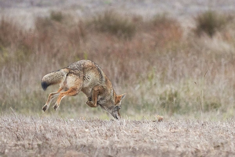 Santa Monica Reports Rise in Coyote Sightings Post-Palisades Fire, City Issues Updated Wildlife Coexistence Guidelines