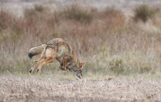 Santa Monica Reports Rise in Coyote Sightings Post-Palisades Fire, City Issues Updated Wildlife Coexistence Guidelines