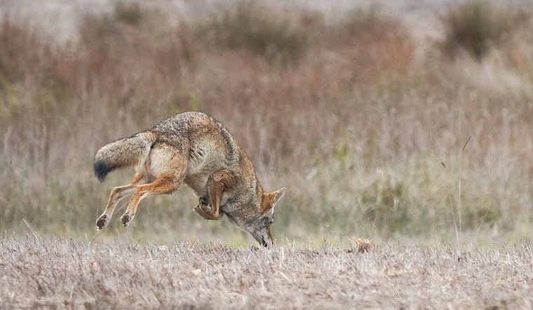 Santa Monica Reports Rise in Coyote Sightings Post-Palisades Fire, City Issues Updated Wildlife Coexistence Guidelines