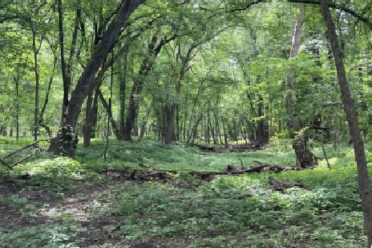 Scott County Invites Residents to De-Stress with Guided Forest Bathing Sessions at Spring Lake Regional Park