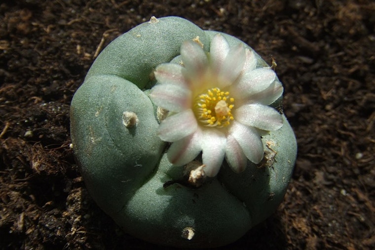 Scottsdale Research Institute Partners with Navajo Nation to Preserve Endangered Peyote Plants in Arizona