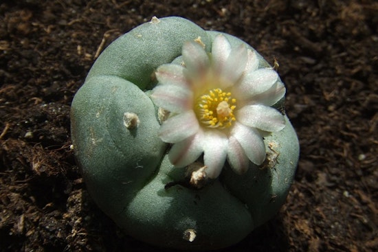 Scottsdale Research Institute Partners with Navajo Nation to Preserve Endangered Peyote Plants in Arizona
