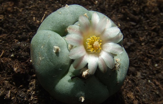 Scottsdale Research Institute Partners with Navajo Nation to Preserve Endangered Peyote Plants in Arizona