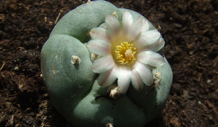 Scottsdale Research Institute Partners with Navajo Nation to Preserve Endangered Peyote Plants in Arizona