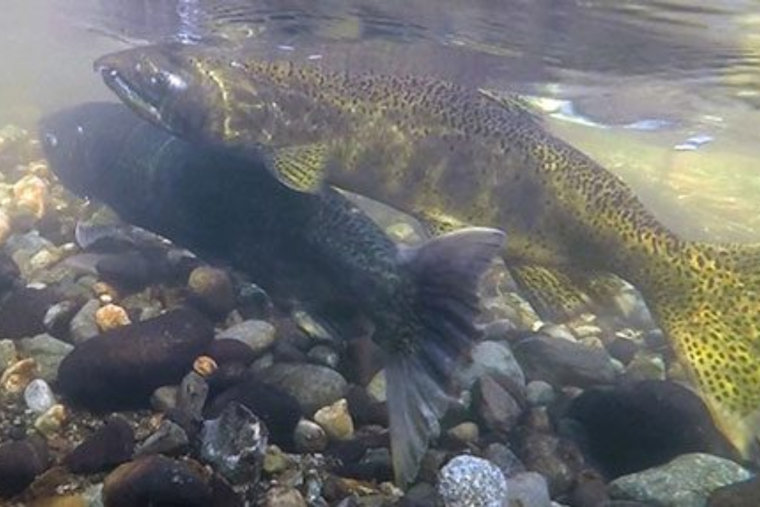 Seattle to Unveil Draft Stormwater Code Update in July Following State Guidelines, Public Feedback Sought
