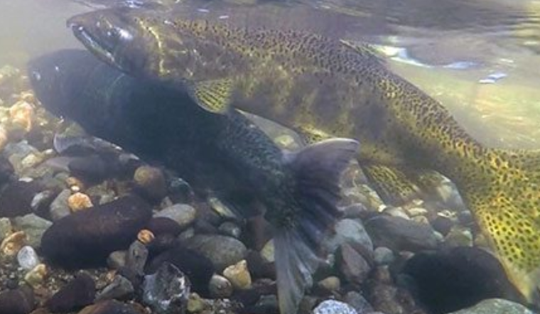 Seattle to Unveil Draft Stormwater Code Update in July Following State Guidelines, Public Feedback Sought