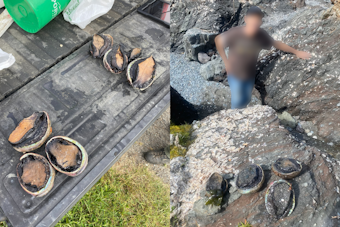 Seven Suspected Abalone Poachers Snagged During Low Tides in Northern California
