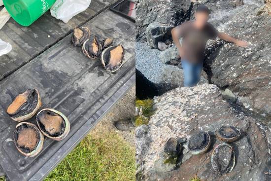 Seven Suspected Abalone Poachers Snagged During Low Tides in Northern California
