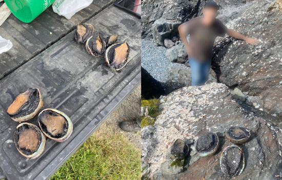 Seven Suspected Abalone Poachers Snagged During Low Tides in Northern California