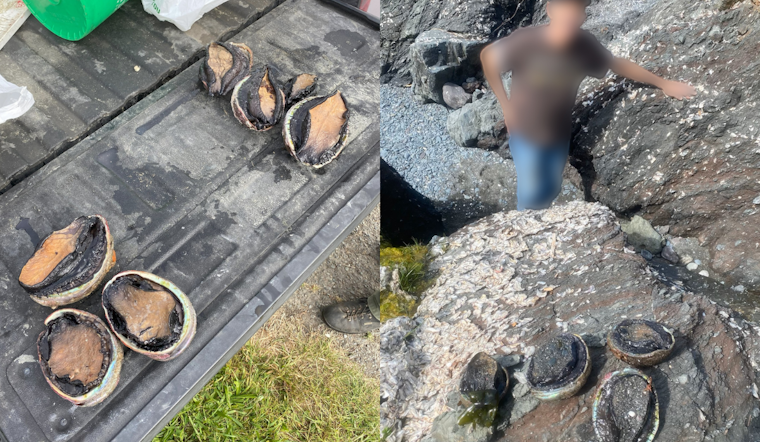 Seven Suspected Abalone Poachers Snagged During Low Tides in Northern California