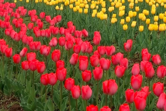 Skagit Valley Tulip Festival Extends Vibrancy into May, Giving Boost to Local Economy