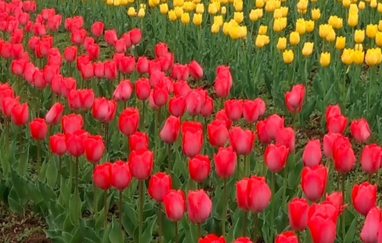 Skagit Valley Tulip Festival Extends Vibrancy into May, Giving Boost to Local Economy