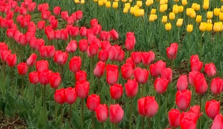 Skagit Valley Tulip Festival Extends Vibrancy into May, Giving Boost to Local Economy