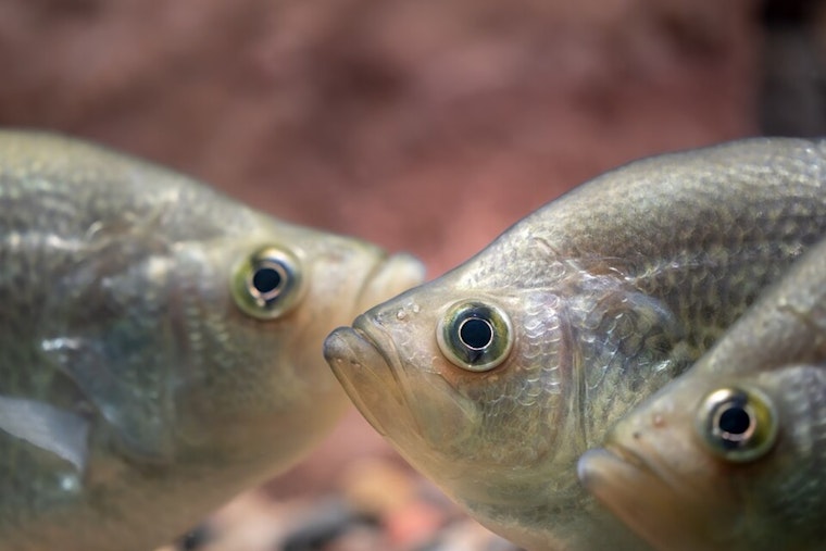 Southwest Ohio Emerges as a Hotspot for Bass, Muskie, and Crappie Fishing with Affordable Licenses and Free Fishing Days