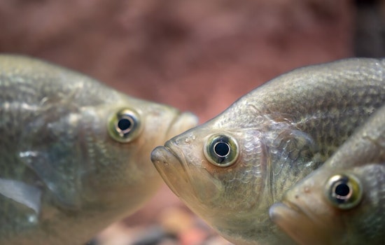 Southwest Ohio Emerges as a Hotspot for Bass, Muskie, and Crappie Fishing with Affordable Licenses and Free Fishing Days