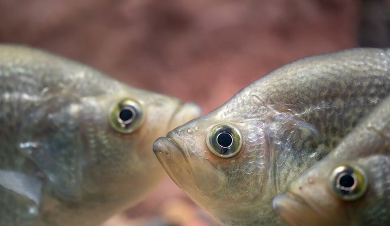 Southwest Ohio Emerges as a Hotspot for Bass, Muskie, and Crappie Fishing with Affordable Licenses and Free Fishing Days