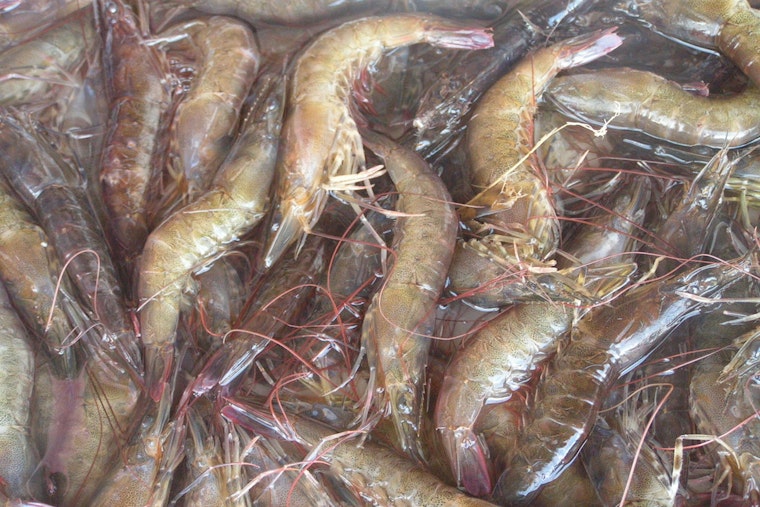 St. Amant Man Cited for Exceeding Shrimp Limits in Terrebonne Parish