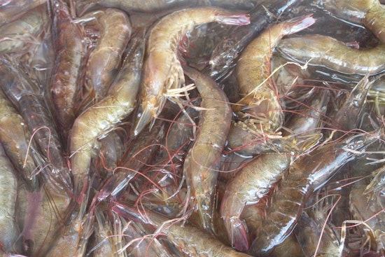 St. Amant Man Cited for Exceeding Shrimp Limits in Terrebonne Parish