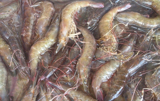 St. Amant Man Cited for Exceeding Shrimp Limits in Terrebonne Parish