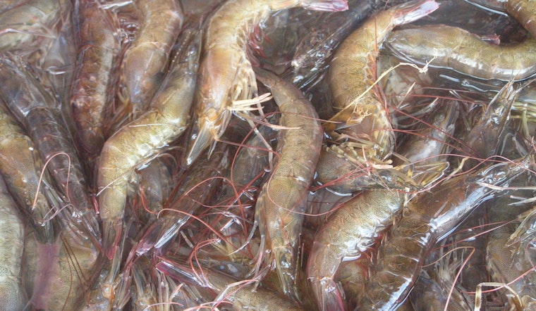 St. Amant Man Cited for Exceeding Shrimp Limits in Terrebonne Parish