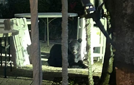St. Augustine Residents Urged to Exercise Caution Following Black Bear Sighting in St. Johns County