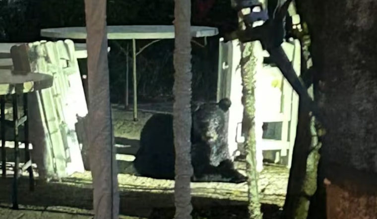 St. Augustine Residents Urged to Exercise Caution Following Black Bear Sighting in St. Johns County