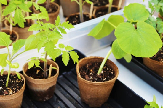 St. Louis Park Hosts Eco-Friendly Gardening Swap Today at the ROC