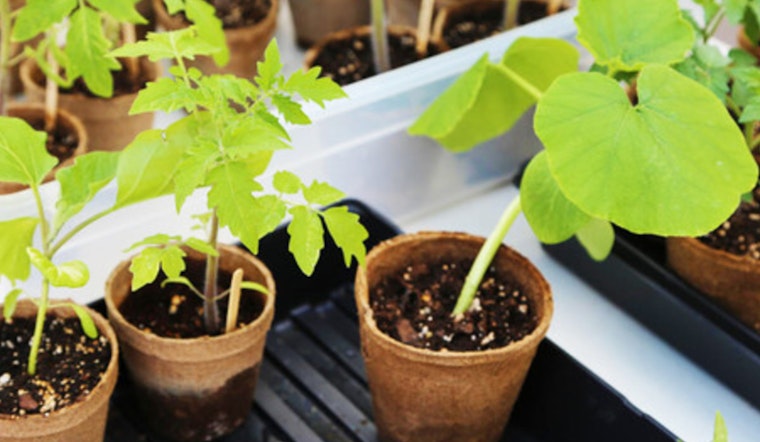 St. Louis Park Hosts Eco-Friendly Gardening Swap Today at the ROC