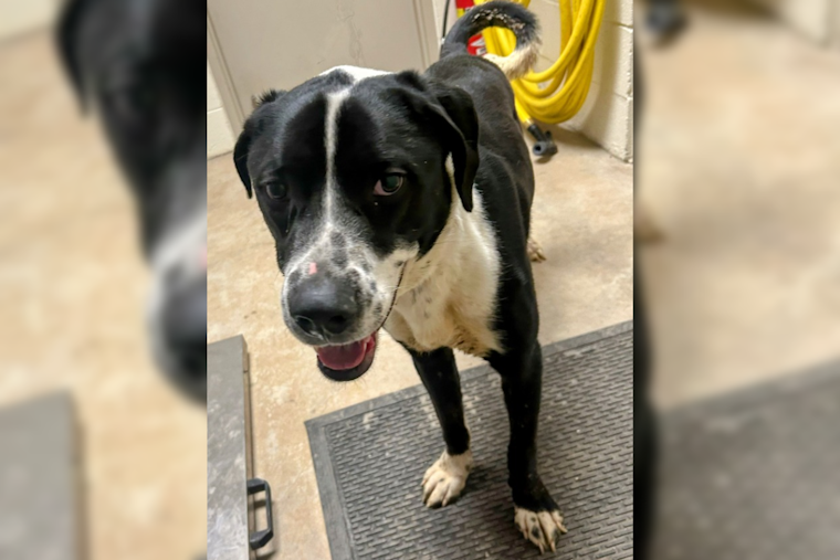 Summit County Seeks Owner of Stray Dog Found on Interstate 80, Urges Public Assistance