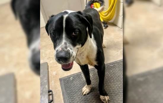 Summit County Seeks Owner of Stray Dog Found on Interstate 80, Urges Public Assistance