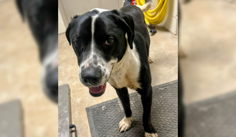 Summit County Seeks Owner of Stray Dog Found on Interstate 80, Urges Public Assistance