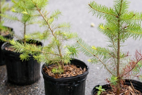 Tacoma City Council Approves Expansion of Urban Forestry Program to Foster Sustainability and Public Health