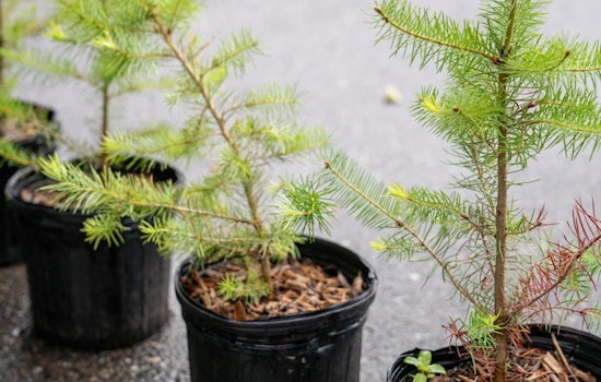 Tacoma City Council Approves Expansion of Urban Forestry Program to Foster Sustainability and Public Health